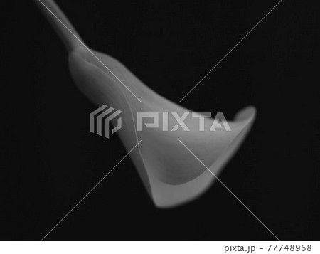 モノクロで撮影された一輪の花 モノクロで撮影された一輪の花 77748968