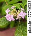 水滴の付いたピンクの小花の山紫陽花。 別角度 77749328