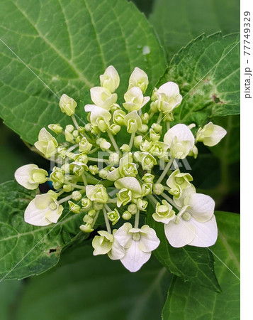 白い花のガクアジサイ 白い花のガクアジサイ 77749329