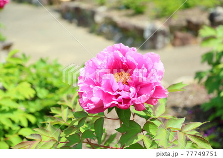 ボタンの花　笑獅子 77749751