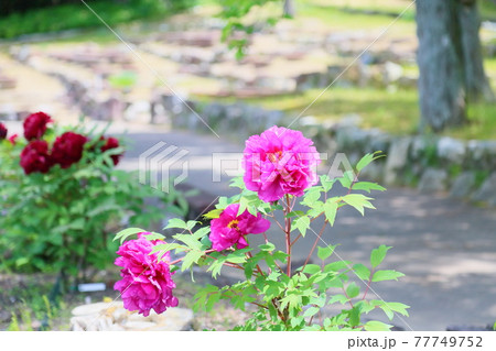 ボタンの花　新国色 77749752