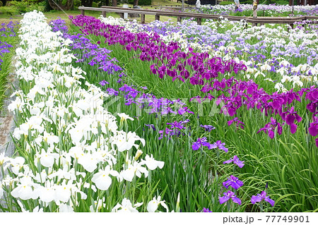 アヤメ　あやめ 77749901