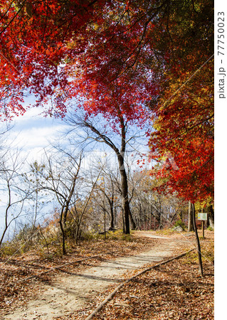 紅葉の山梨県立武田の杜・県民の森 紅葉の山梨県立武田の杜・県民の森 77750023