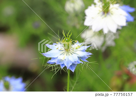 白とブルーのニゲラ(クロタネソウ)の花 白とブルーのニゲラ(クロタネソウ)の花 77750157