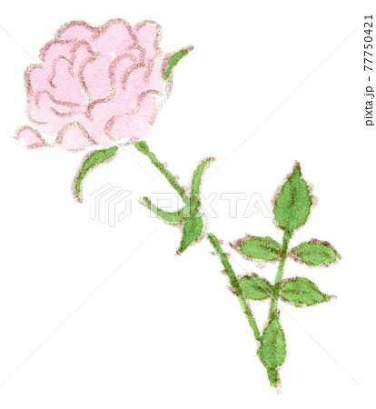ピンクの薔薇 ミニバラの水彩イラストのイラスト素材
