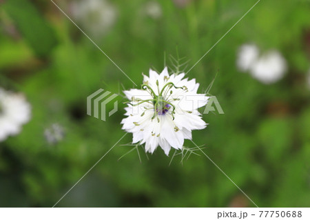 白いニゲラの花 白いニゲラの花 77750688