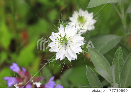白いニゲラの花 白いニゲラの花 77750690