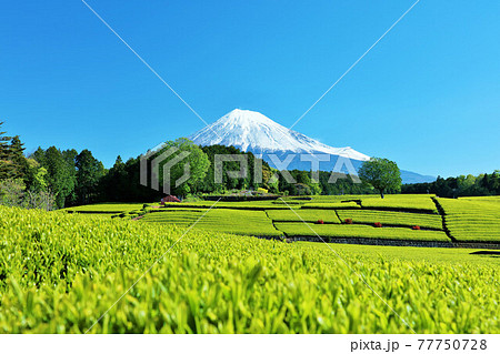 初夏の青空と新緑の茶畑 そして富士山 初夏の青空と新緑の茶畑 そして富士山 77750728