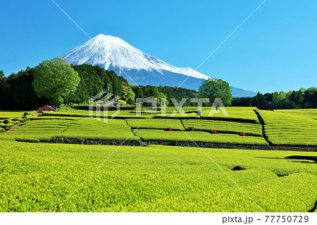 初夏の青空と新緑の茶畑 そして富士山 初夏の青空と新緑の茶畑 そして富士山 77750729