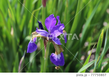 春の公園に咲く紫色のアヤメの花 春の公園に咲く紫色のアヤメの花 77750807