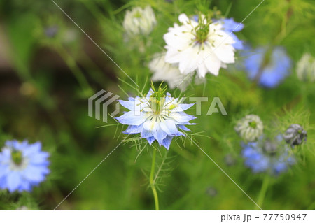 白とブルーのニゲラ（クロタネソウ）の花 77750947