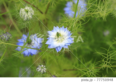白とブルーのニゲラ(クロタネソウ)の花 白とブルーのニゲラ(クロタネソウ)の花 77750948