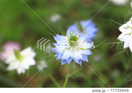 白とブルーのニゲラ クロタネソウ の花の写真素材