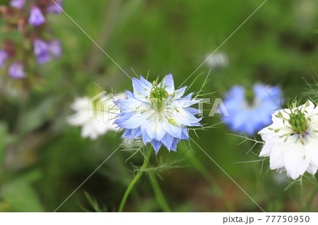 白とブルーのニゲラ(クロタネソウ)の花 白とブルーのニゲラ(クロタネソウ)の花 77750950