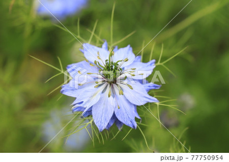 白とブルーのニゲラ クロタネソウ の花の写真素材