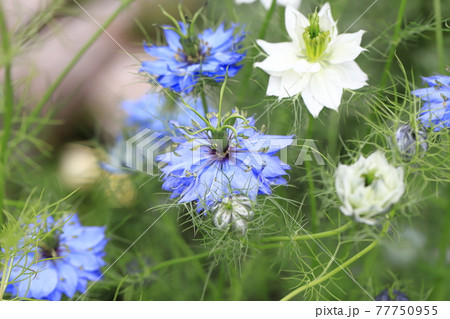 白とブルーのニゲラ(クロタネソウ)の花 白とブルーのニゲラ(クロタネソウ)の花 77750955