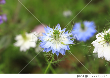 白とブルーのニゲラ クロタネソウ の花の写真素材