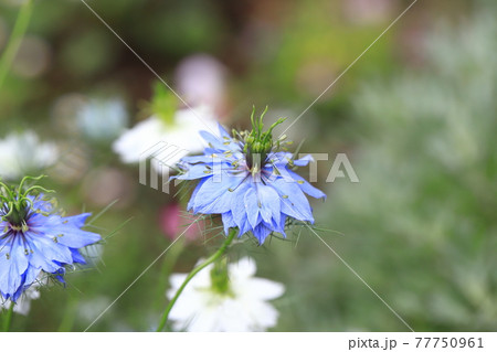 白とブルーのニゲラ クロタネソウ の花の写真素材