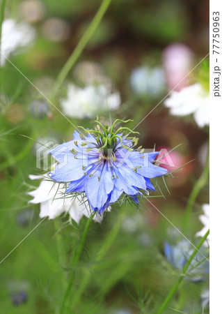 白とブルーのニゲラ クロタネソウ の花の写真素材