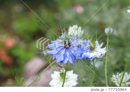 白とブルーのニゲラ クロタネソウ の花の写真素材