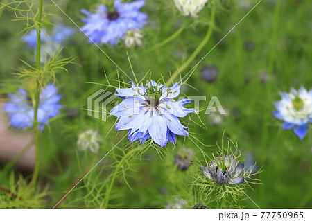 白とブルーのニゲラ(クロタネソウ)の花 白とブルーのニゲラ(クロタネソウ)の花 77750965