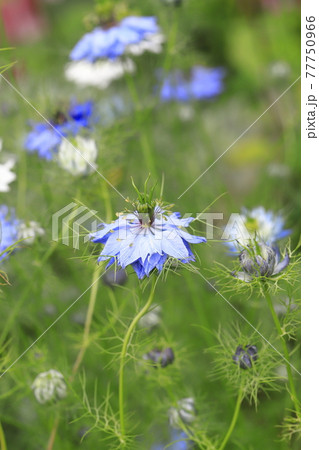 白とブルーのニゲラ(クロタネソウ)の花 白とブルーのニゲラ(クロタネソウ)の花 77750966
