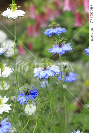白とブルーのニゲラ（クロタネソウ）の花 77750967
