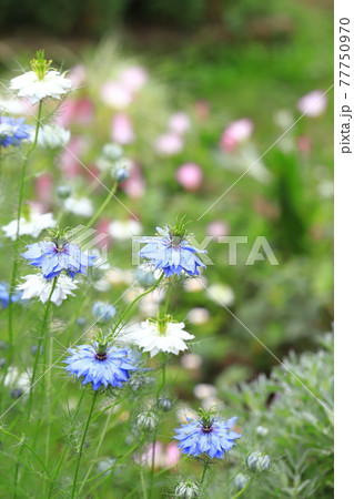 白とブルーのニゲラ(クロタネソウ)の花 白とブルーのニゲラ(クロタネソウ)の花 77750970