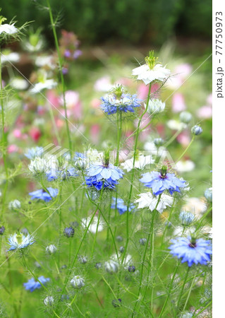 白とブルーのニゲラ(クロタネソウ)の花 白とブルーのニゲラ(クロタネソウ)の花 77750973