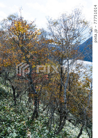 摩周湖の紅葉 77751014