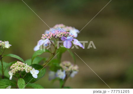 アマチャ(甘茶)の花 アマチャ(甘茶)の花 77751205