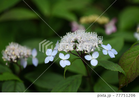 アマチャ 甘茶 の花の写真素材