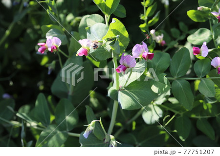 春の庭に咲くサヤエンドウの花とミツバチ 春の庭に咲くサヤエンドウの花とミツバチ 77751207