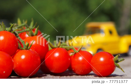 Vintage Yellow Truck With Fresh Organic Tomatoes Vintage Yellow Truck With Fresh Organic Tomatoes 77751377