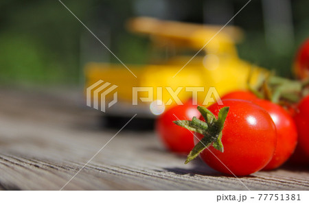 Vintage Yellow Truck With Fresh Organic Tomatoes Vintage Yellow Truck With Fresh Organic Tomatoes 77751381