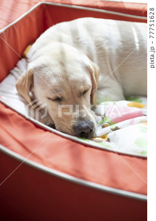 お昼寝する犬、イエローのラブラドールレトリバー 77751628