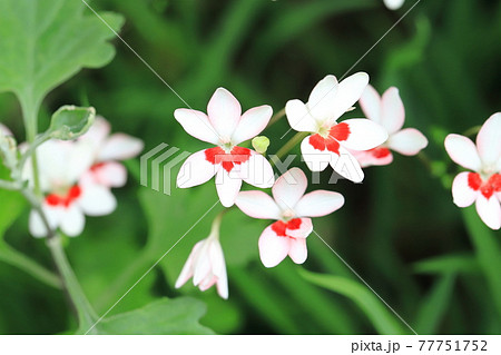 可憐な姫檜扇(ヒメヒオウギ)の花 可憐な姫檜扇(ヒメヒオウギ)の花 77751752