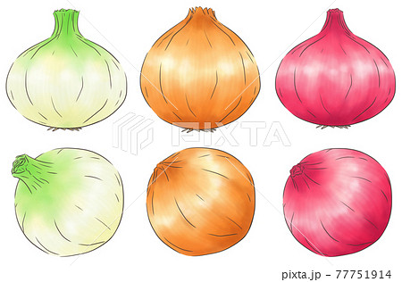 たまねぎ3種・線1色のイラスト素材 [77751914] - PIXTA