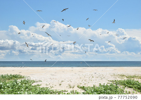 鳥と海