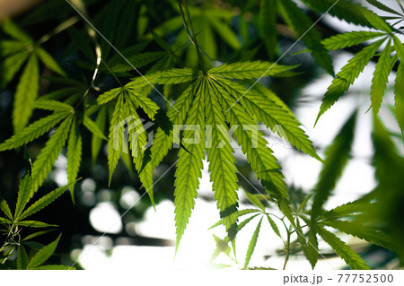 Hemp leaf background natural evening Hemp leaf background natural evening 77752500