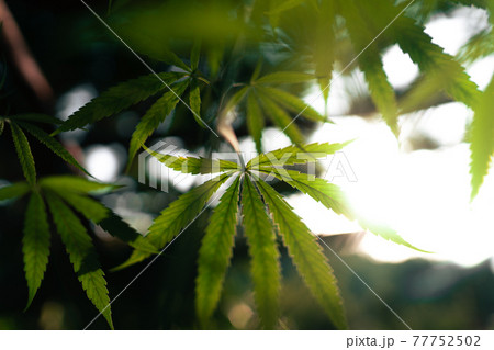 Hemp leaf background natural evening Hemp leaf background natural evening 77752502