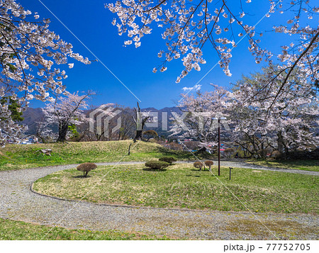 満開の桜に囲まれた公園の広場 (亀ヶ城跡、猪苗代、福島) 77752705