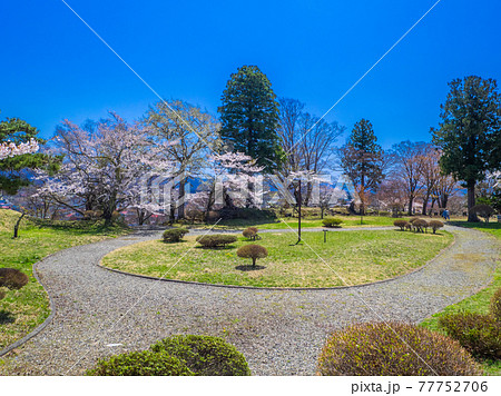 満開の桜に囲まれた公園の広場 (亀ヶ城跡、猪苗代、福島) 77752706