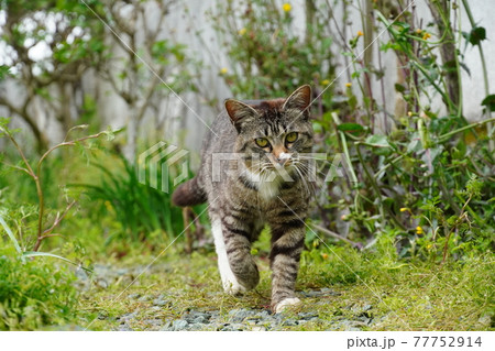 暖かい春うららかな日野良猫が見回りをする 77752914