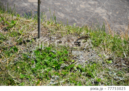 畦道に有ったヒバリの巣 77753025