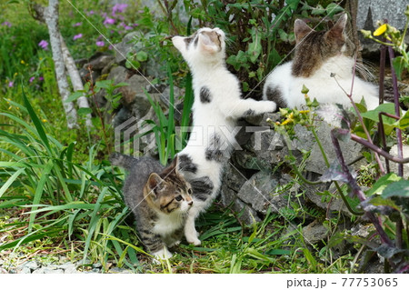 春うららかな日野良猫の家族が中庭でくつろぐ 春うららかな日野良猫の家族が中庭でくつろぐ 77753065