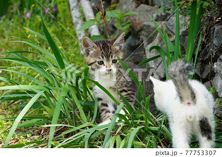 春うららかな日野良猫兄弟が仲良く遊ぶ 春うららかな日野良猫兄弟が仲良く遊ぶ 77753307