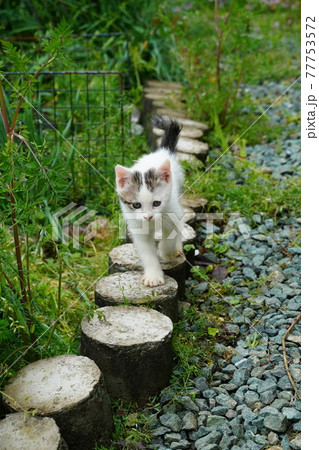 春うららかな日 野良猫仔猫巣の周りを冒険する 春うららかな日 野良猫仔猫巣の周りを冒険する 77753572