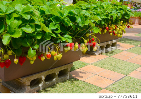 家庭菜園　バルコニー菜園でおうち時間を自宅でイチゴ狩り 77753611