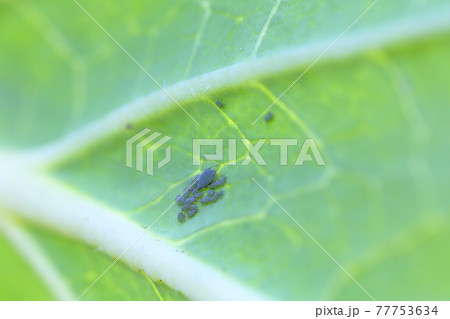 白菜に付くアブラムシ 白菜に付くアブラムシ 77753634